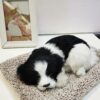 APEROL DESIGN Sleeping Dog Plush Toy