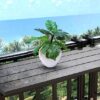 Swiss cheese Plant Real Touch Artificial Plant - 56cms Natural Looking Artificial Rubber Plant for Indoor, Home Shop and Office Décor